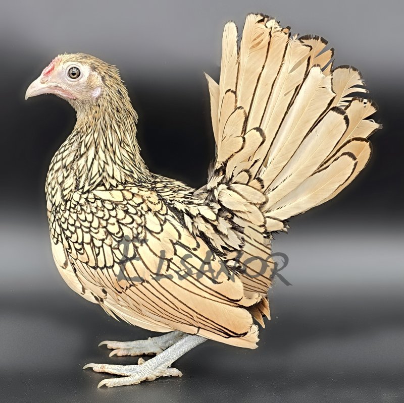 poule pondeuse de race Sebright — Elsanor